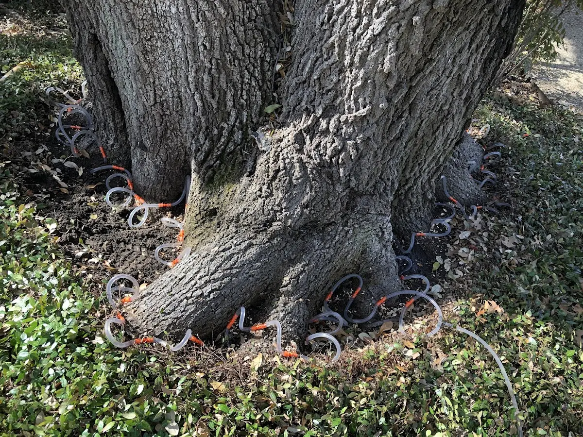 Detailed Tree Cabling and Bracing job site in Warm Springs